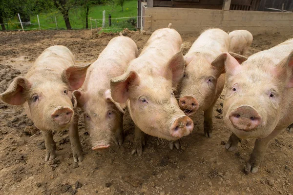 Schweinezucht auf Schweinemastbetrieb Stockfoto