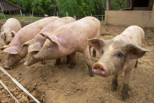 Schweinezucht auf Schweinemastbetrieb Stockbild