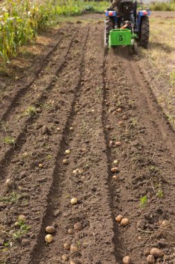 Tarak patates küçük traktör ile kazmak. 