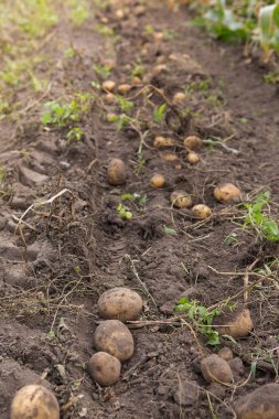 Tarım alanı üzerinde patates hasat.