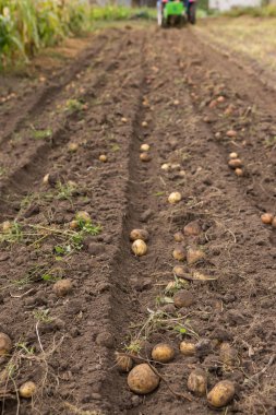 Tarak patates küçük traktör ile kazmak. 