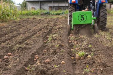 Tarak patates küçük traktör ile kazmak. 