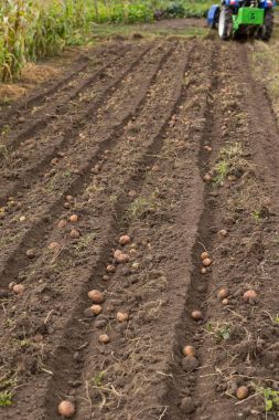 Tarak patates küçük traktör ile kazmak. 