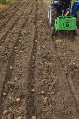 Tarak patates küçük traktör ile kazmak. 