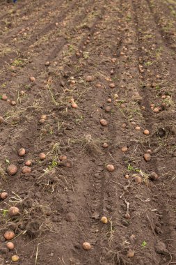 Tarım alanı üzerinde patates hasat.