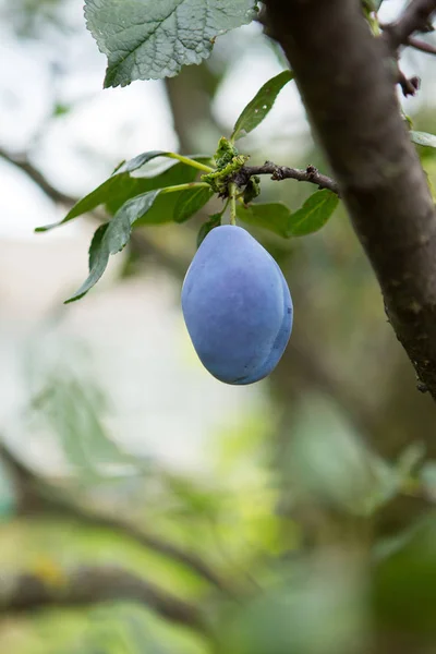 Bir taze sulu olgun erik ağacı dalı. Makro. Bokeh. selectiv