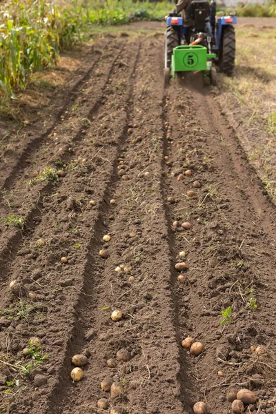 Tarak patates küçük traktör ile kazmak. 