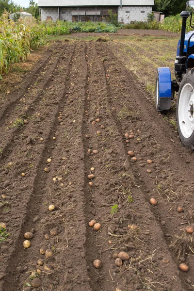 Tarak patates küçük traktör ile kazmak. 