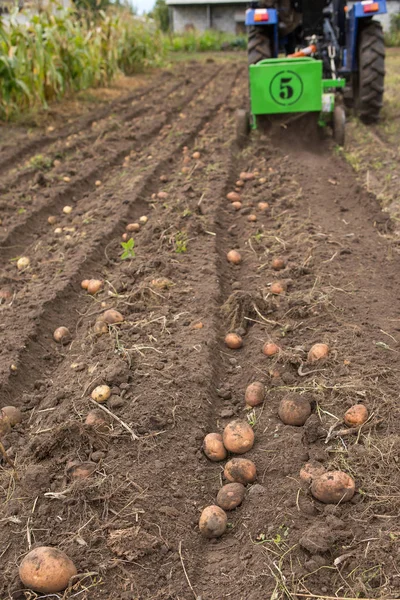 Tarak patates küçük traktör ile kazmak. 