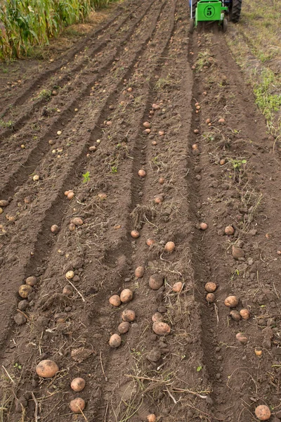 Tarak patates küçük traktör ile kazmak. 