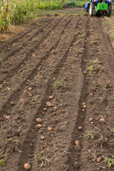 Tarak patates küçük traktör ile kazmak. 