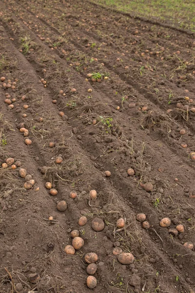 Tarım alanı üzerinde patates hasat.