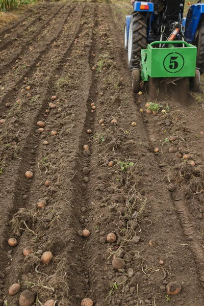 Tarak patates küçük traktör ile kazmak. 