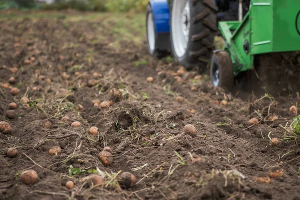 Tarak patates küçük traktör ile kazmak. 