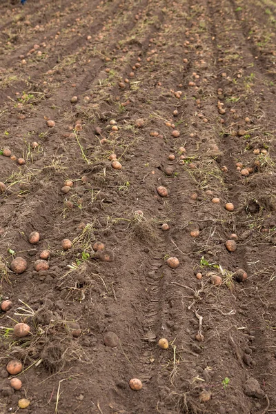Tarım alanı üzerinde patates hasat.