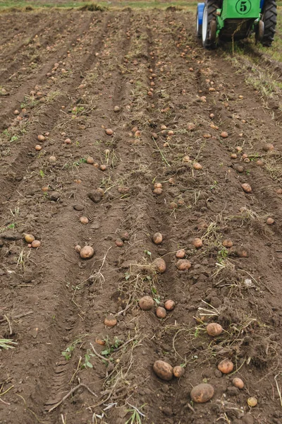 Tarım alanı üzerinde patates hasat.