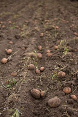 Tarım alanı üzerinde patates hasat.