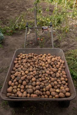 Patates hasat metal kırsal tramvay arabası üzerinde organik toplama 