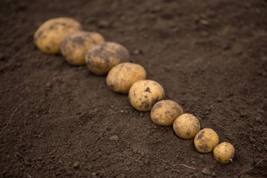 Fi'den hasat taze unpeeled patates bol dokular