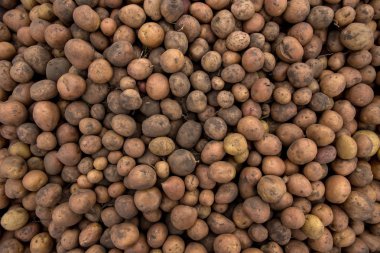 Bol miktarda taze patates hasat kabuk f topraklarında ile dokular