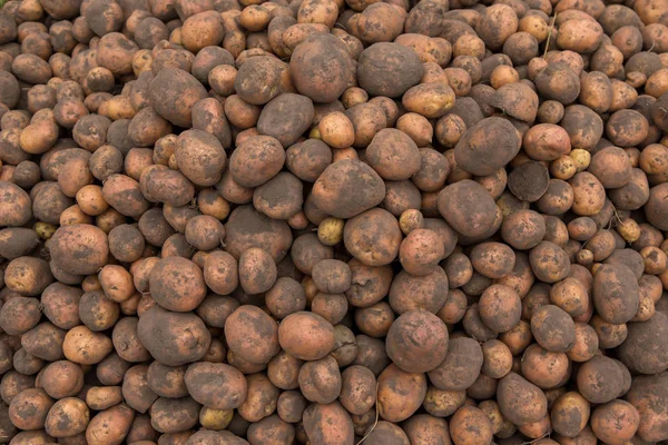 Bol miktarda taze patates hasat kabuk f topraklarında ile dokular