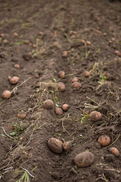 Tarım alanı üzerinde patates hasat.