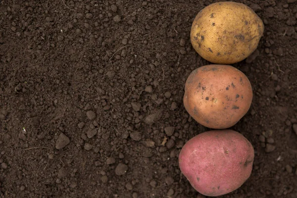 Texture un sacco di patate fresche non pelate raccolte dal fi — Foto Stock