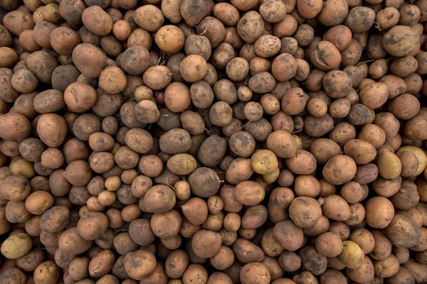 Bol miktarda taze patates hasat kabuk f topraklarında ile dokular