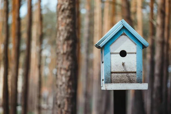 Mavi ve beyaz tahta kuş yuvası orman