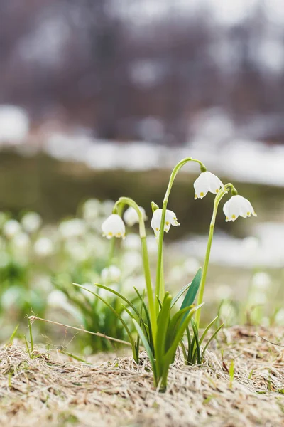 Grup ormandaki ilk ihale kardelen