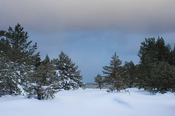 Snowsnow v zimě — Stock fotografie