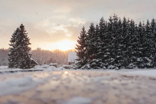 Snowsnow v zimě — Stock fotografie