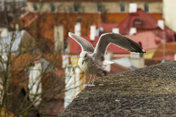 Gaivota no fundo dos telhados da cidade — Fotografia de Stock