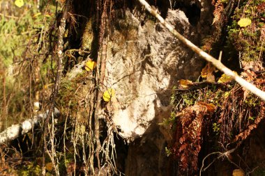 Yakın plan, ormanda devrilmiş bir ağaç..