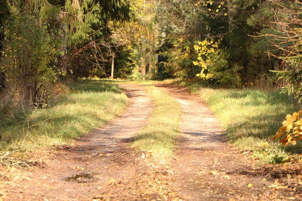 Güneşli havada ormandaki toprak yol. — Stok fotoğraf