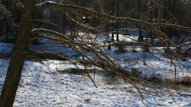 Nehirdeki ormandaki ilk kar..