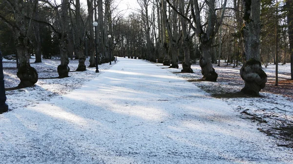Arka plan - güneşli bir kış gününde güzel eski bir park. — Stok fotoğraf