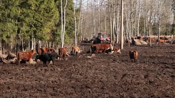 Sekumpulan Sapi Berjemur Dan Makan Jerami Traktor Drive Pakan Sapi — Stok Video