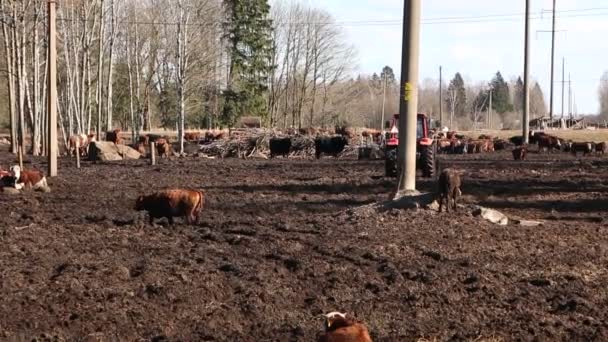 Een Kudde Koeien Zonnebaad Eet Hooi Tractor Drijft Voer Naar — Stockvideo