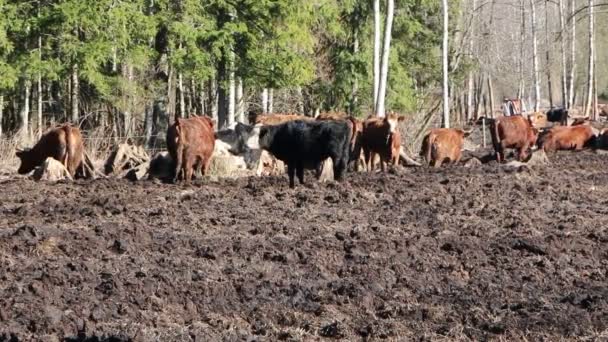 Uma Manada Vacas Toma Sol Come Feno Trator Dirige Alimentação — Vídeo de Stock