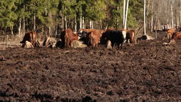 Een Kudde Koeien Zonnebaad Eet Hooi Tractor Drijft Voer Naar — Stockvideo