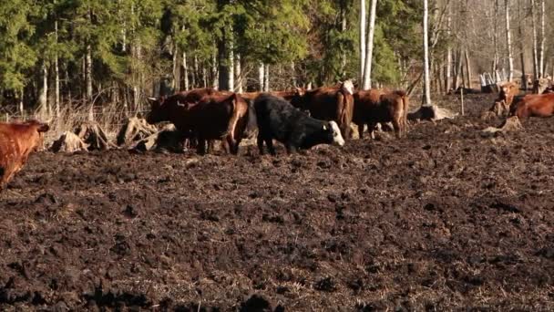 Una Manada Vacas Toma Sol Come Heno Los Tractores Alimentan — Vídeos de Stock