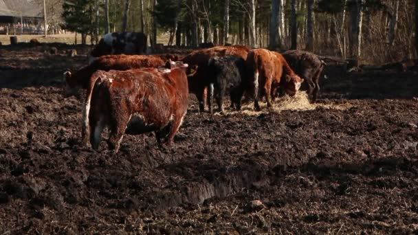 Una Manada Vacas Toma Sol Come Heno Los Tractores Alimentan — Vídeos de Stock