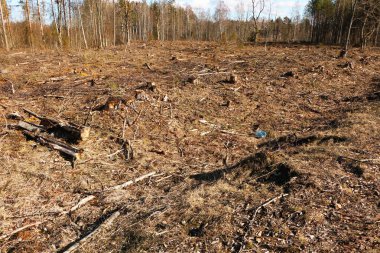 Çevre ihlali. Sawn Ormanı. İklim değişikliği ve fauna.