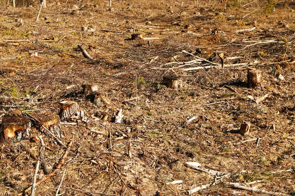 Verletzung Der Umwelt Abgesägter Wald Klimawandel Und Fauna — Stockfoto
