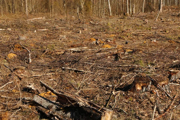 Verletzung Der Umwelt Abgesägter Wald Klimawandel Und Fauna — Stockfoto