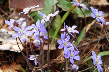 Mavi çiçek ormanda yetişir. Bu çiçek baharın habercisidir. Güzel erken bahar.