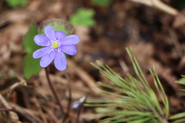 Mavi çiçek ormanda yetişir. Bu çiçek baharın habercisidir. Güzel erken bahar.