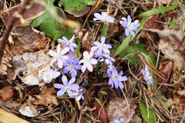 Flor Azul Crece Bosque Esta Flor Presagio Primavera Hermosa Primavera — Foto de Stock