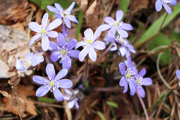 Flor Azul Crece Bosque Esta Flor Presagio Primavera Hermosa Primavera — Foto de Stock